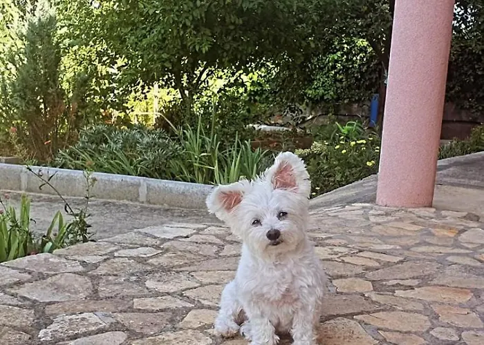 Marija Lägenhet Neviđane